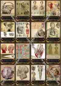 Tarot old medicine vintage anatomy surgery apothecary human medical antique maps - Image 6