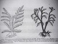 magic medicine, antique book witchcraft, folklore, popular medicine, antiquities, occultism esoteric, grimoire, magick