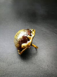 Rahu Ring Infernal Demon | Wealth Attraction, Sorcery & Enemy Destruction Metaphysical Amulet Magic Occult Talisman