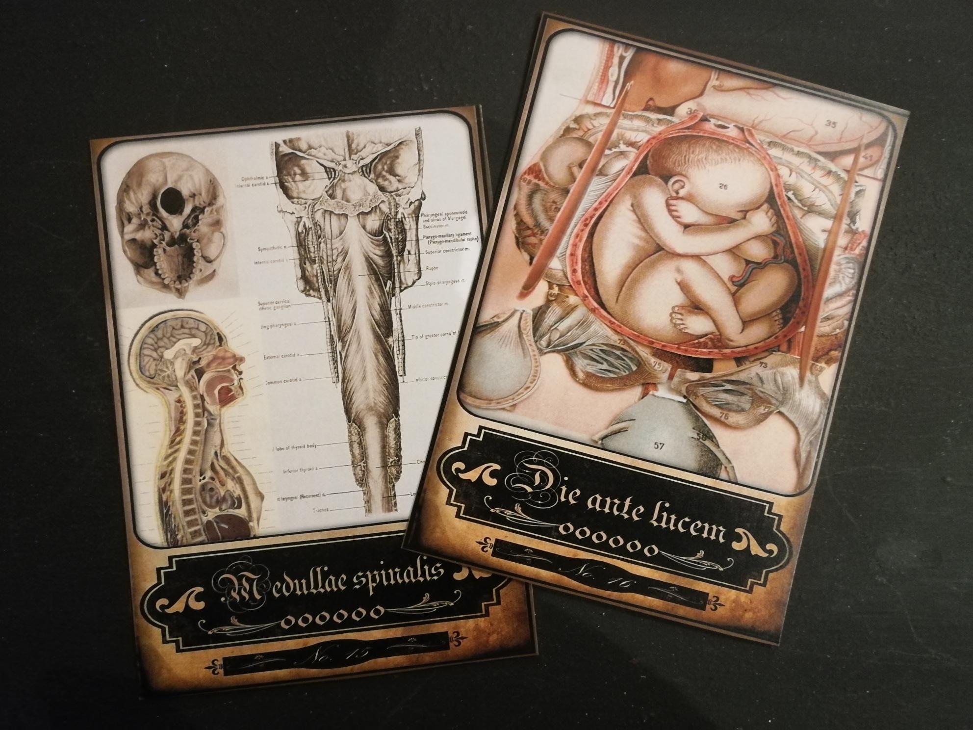Tarot Medicine, Oracle Card Deck, Old Medical Vintage Anatomy Antique Surgery, Apothecary Witchcraft Coven